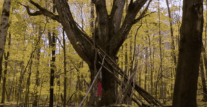 Picture of the woods